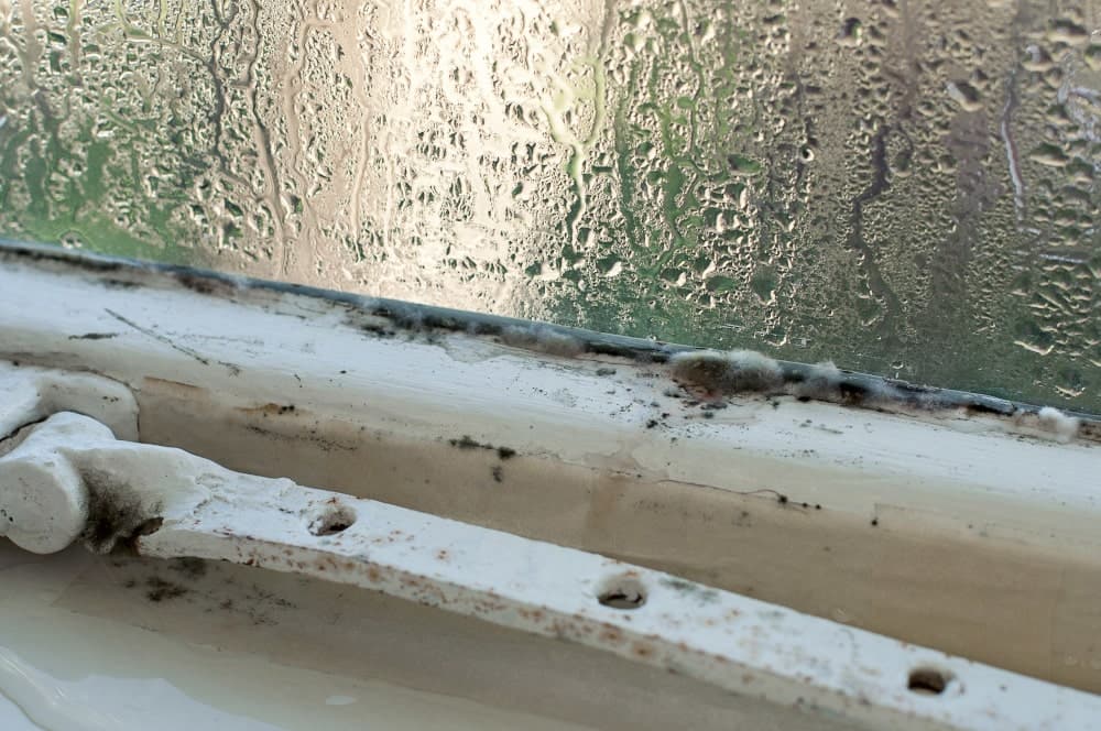 How Does Mould Come About
