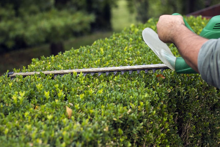 Trim the Shrubbery and Trees Close to the Home